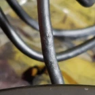 OEM Nintendo GameCube Controller You Choose Orange Silver Black Purple WaveBird